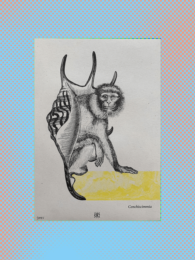 CONCHISCIMMIA