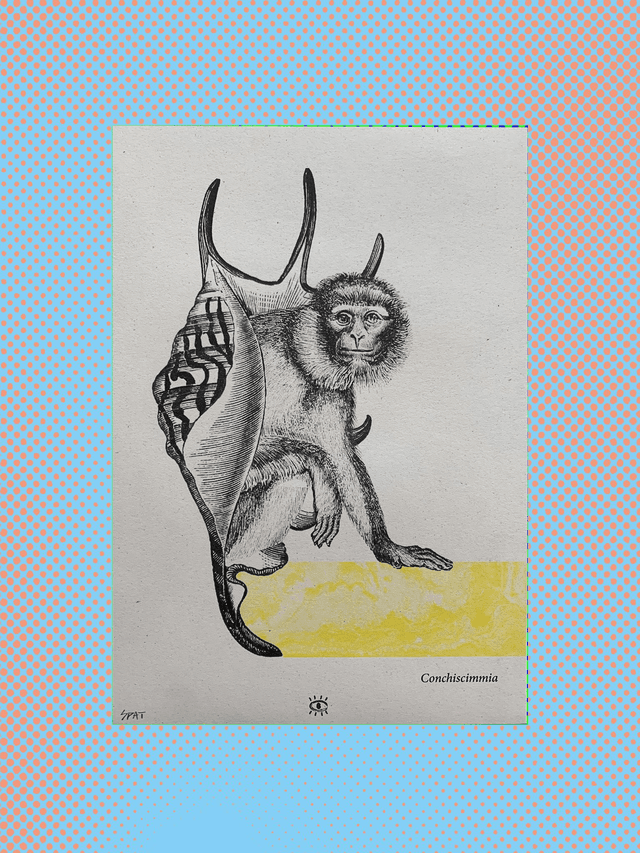 CONCHISCIMMIA